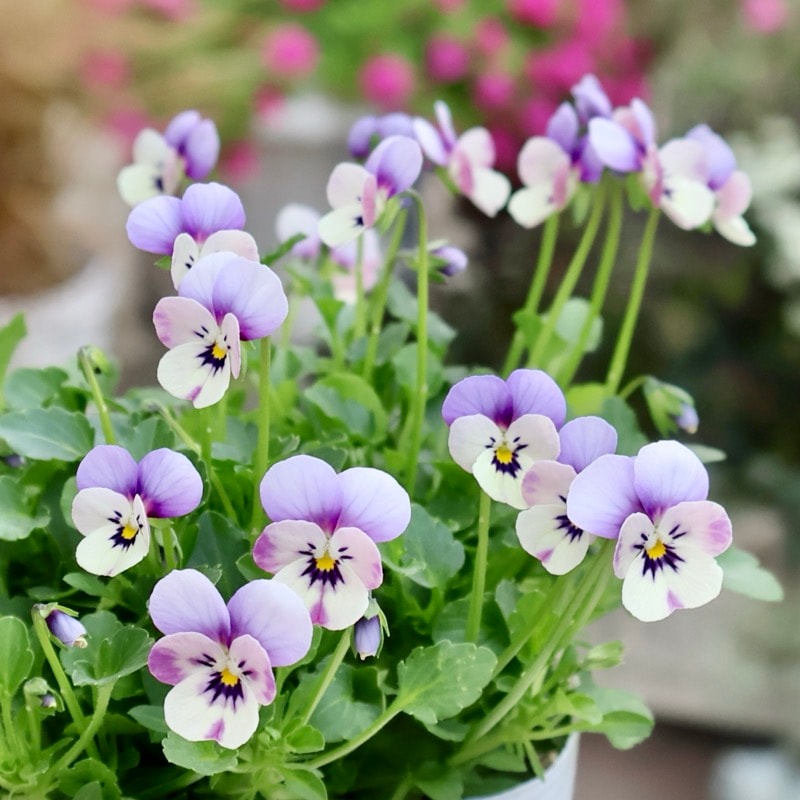 《2025年NEW・画像の現品1点限り》フラワーハーツさんの小輪ビオラ・ビオレッタ「シニョンズ」4番