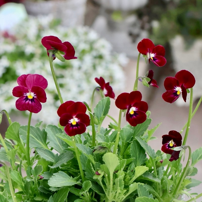 《2025年NEW・画像の現品いずれか》フラワーハーツさんの小輪ビオラ・ビオレッタ「レディッシュ411」1番