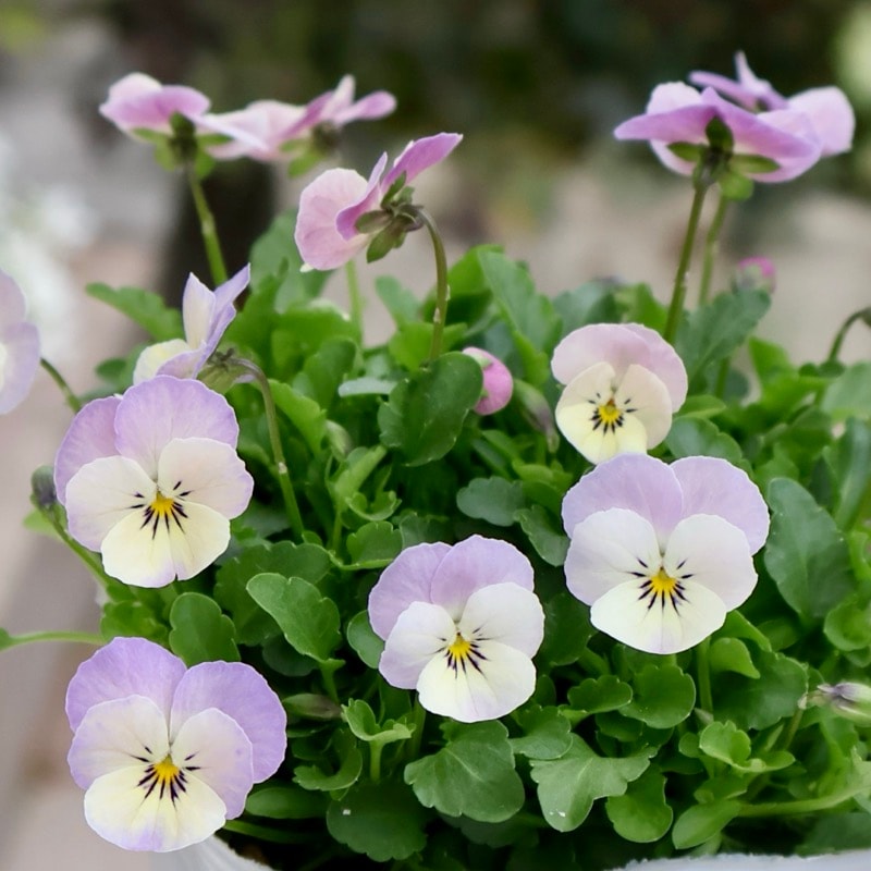 《2025年NEW・画像の現品1点限り》フラワーハーツさんの小輪ビオラ・ビオレッタ「シャイニングレープ」4番