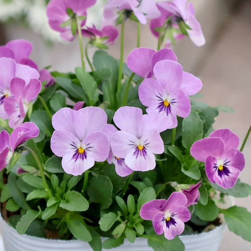 《2025年NEW・画像の現品1点限り》フラワーハーツさんの小輪ビオラ・ビオレッタ「ダンサーズハイ」3番