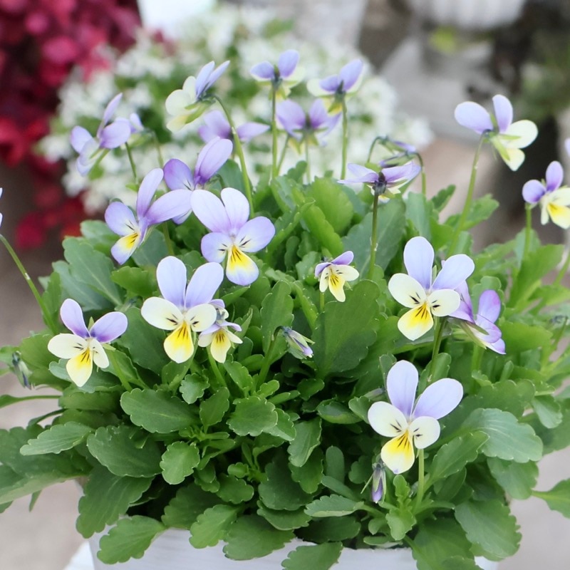 《2025年NEW・画像の現品1点限り》フラワーハーツさんの小輪ビオラ・ビオレッタ「ハーミット」6番