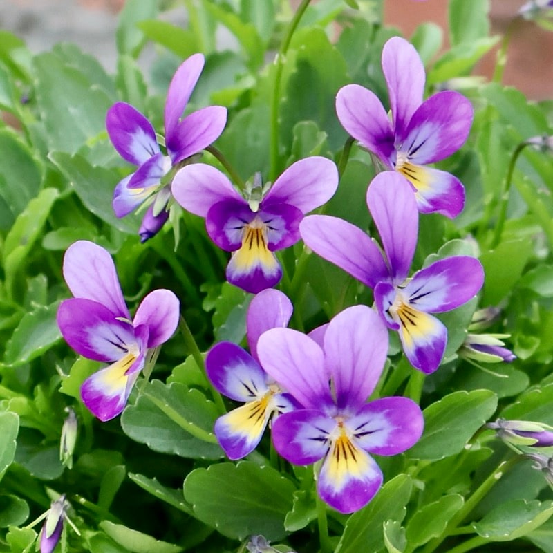 《2025年NEW・画像の現品1点限り》フラワーハーツさんの小輪ビオラ・ビオレッタ「ハーミット」7番