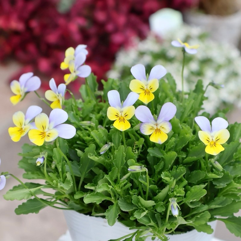 《2025年NEW・画像の現品1点限り》フラワーハーツさんの小輪ビオラ・ビオレッタ「ハーミット」8番