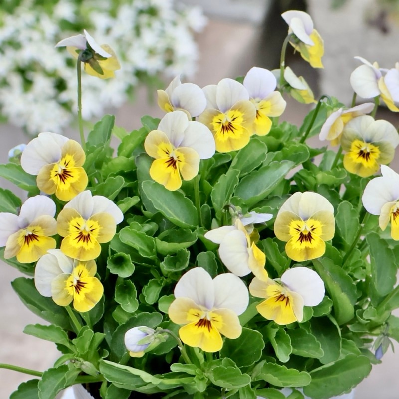 《2025年NEW・画像の現品1点限り》フラワーハーツさんの小輪ビオラ・ビオレッタ「ペーパームーン」2番