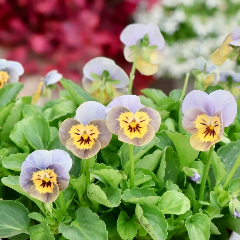 《2025年NEW・画像の現品1点限り》フラワーハーツさんの小輪ビオラ・ビオレッタ「ペーパームーン」3番