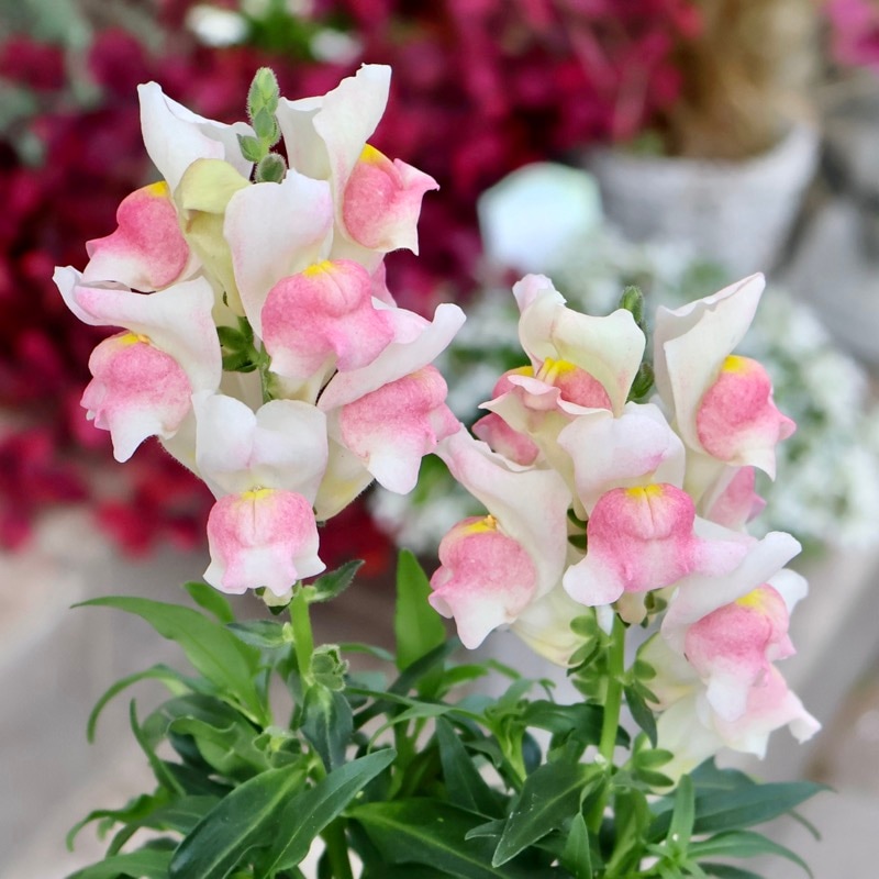 超良株☆キンギョソウ・キャンディトップス「ピンクバイカラー」濃いめの2番