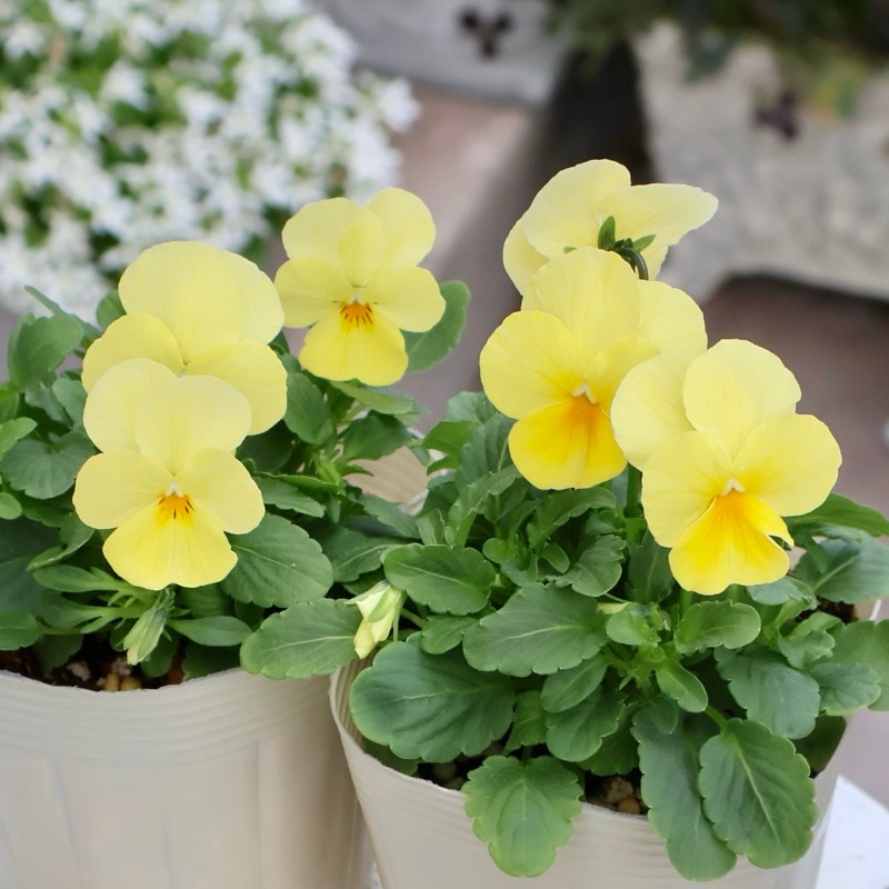 風散歩初入荷☆ビオラ「ひよこももか」(3.5号ポット)