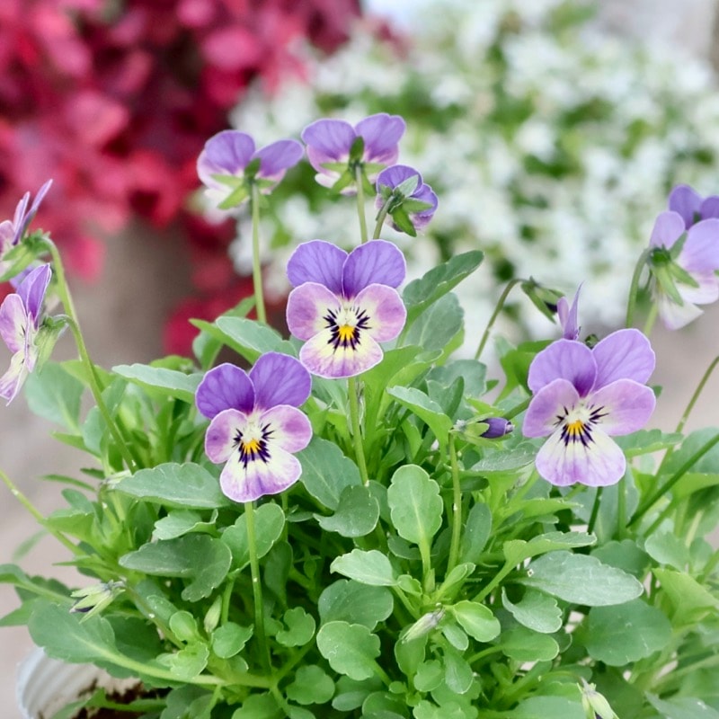 《2025年NEW・画像の現品1点限り》フラワーハーツさんの小輪ビオラ・ビオレッタ「ブルーチーク」5番