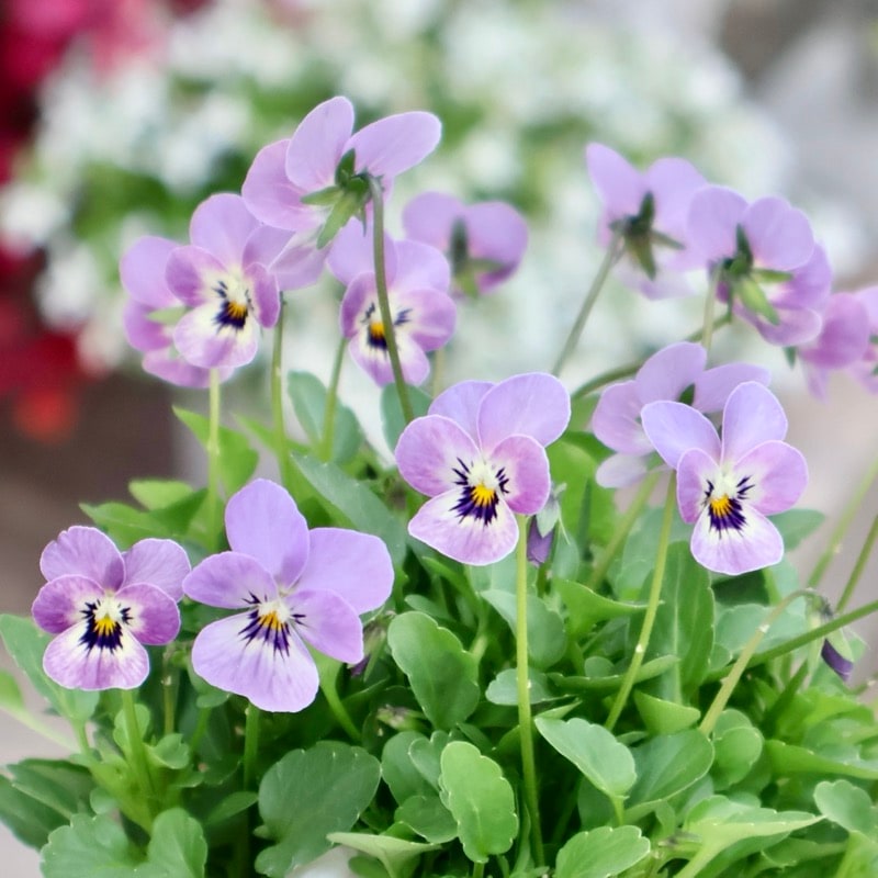 《2025年NEW・画像の現品1点限り》フラワーハーツさんの小輪ビオラ・ビオレッタ「ブルーチーク」6番