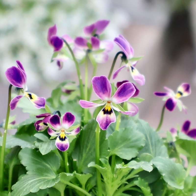 《2025年NEW・画像の現品1点限り》フラワーハーツさんの小輪ビオラ・ビオレッタ「ハーティスト」1番