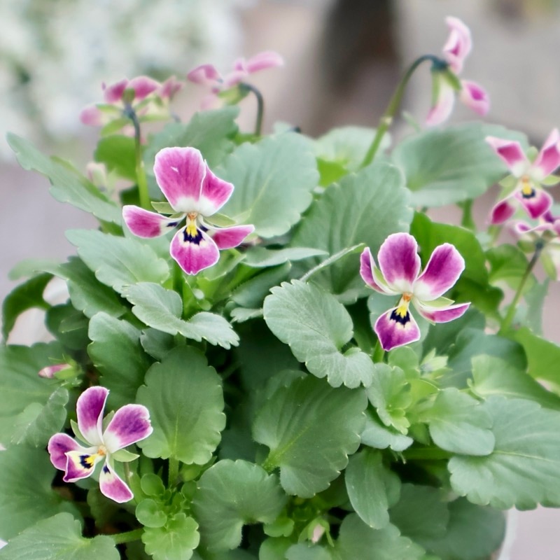 《2025年NEW・画像の現品1点限り》フラワーハーツさんの小輪ビオラ・ビオレッタ「ハーティスト」2番