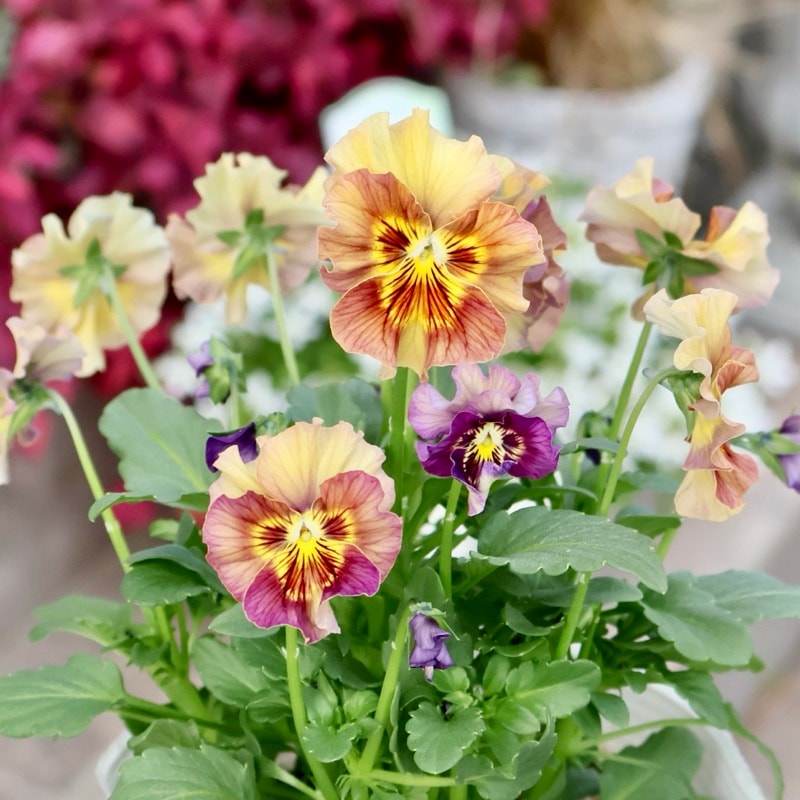 画像の現品1点限り☆北島園芸さんのアンティークビオラ「コルティルーチェ」＜21番＞