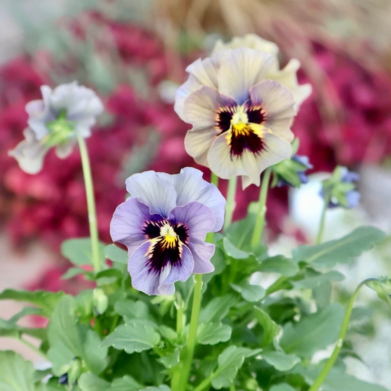 画像の現品1点限り☆北島園芸さんのアンティークビオラ「コルティルーチェ」＜22番＞