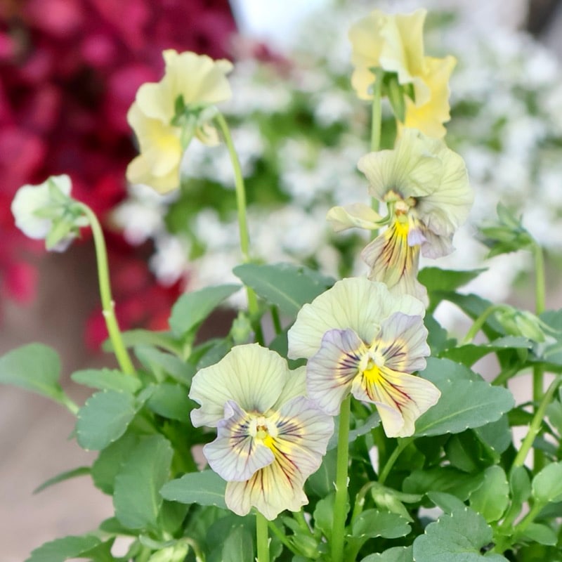 画像の現品1点限り☆北島園芸さんのアンティークビオラ「コルティルーチェ」＜23番＞