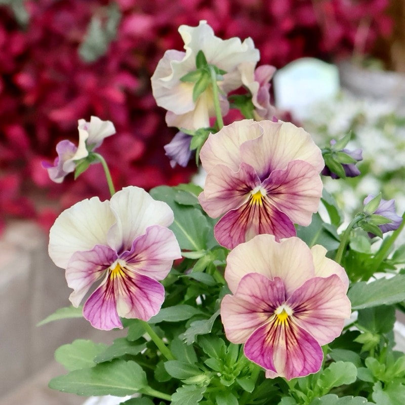 画像の現品1点限り☆北島園芸さんのアンティークビオラ「コルティルーチェ」＜26番＞