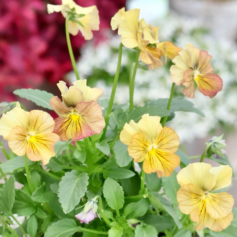 画像の現品1点限り☆北島園芸さんのアンティークビオラ「コルティルーチェ」＜27番＞