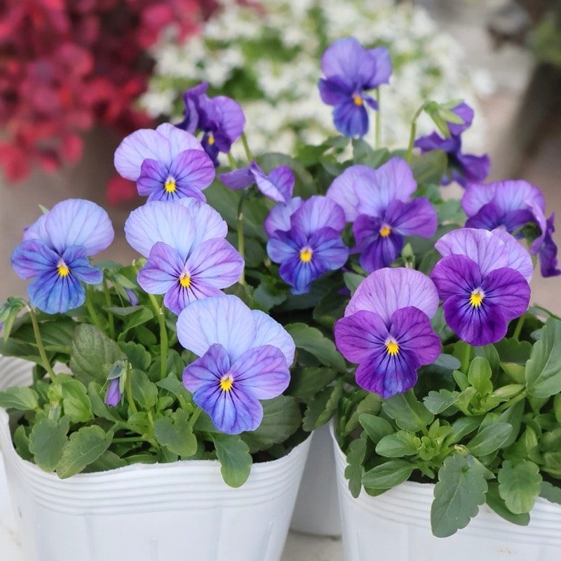 植物（花苗・植物）をブルー系の色から選ぶ｜ネット通販ショップ～風散歩～