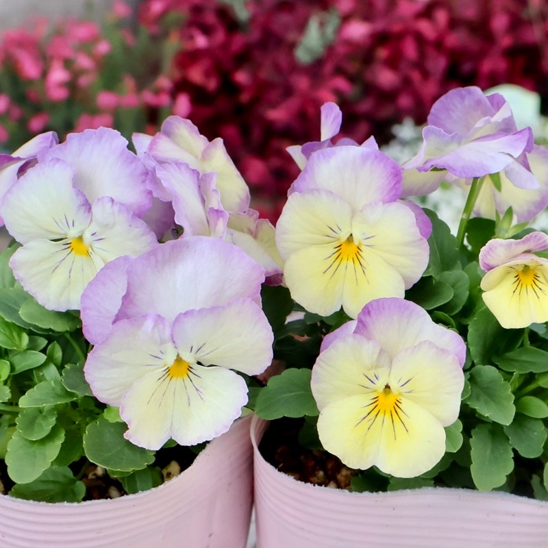 初入荷☆画像で色幅を選べる!! パンジー「オーロラ」1番