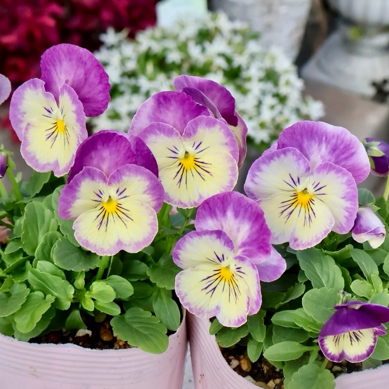 商品一覧｜ガーデニング雑貨と花苗のセレクトショップ～風散歩～ 現品