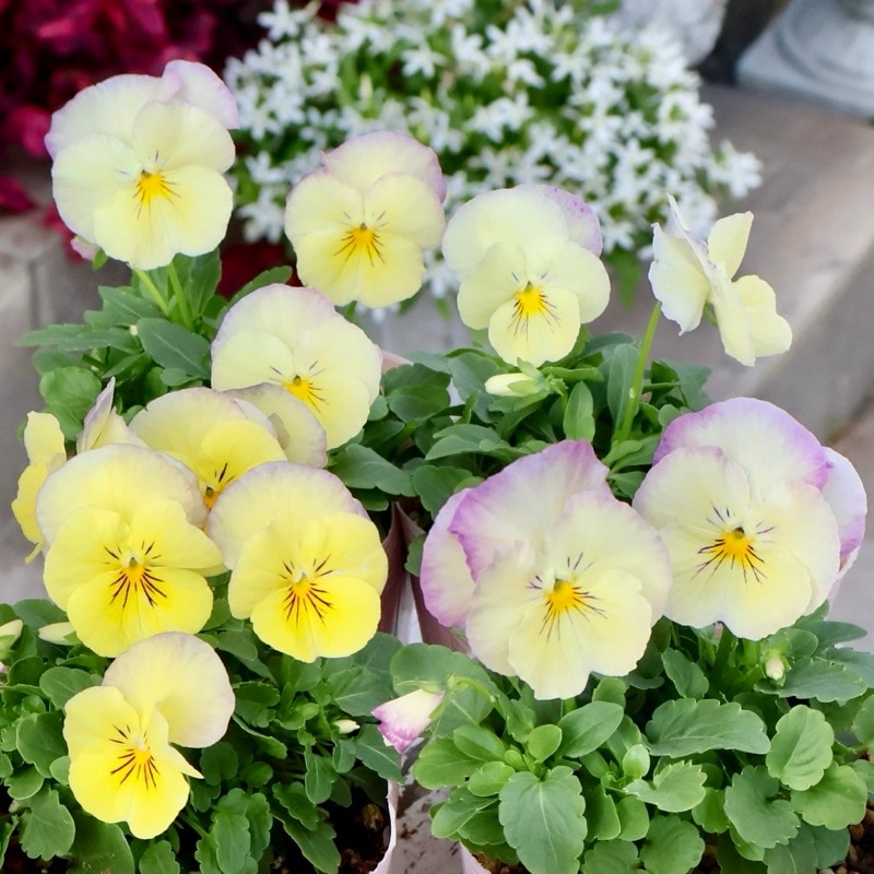 初入荷☆画像の現品いずれか!! パンジー「オーロラ」4番