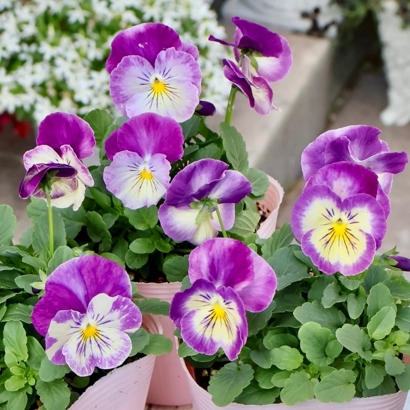 初入荷☆画像の現品いずれか!! パンジー「オーロラ」2番