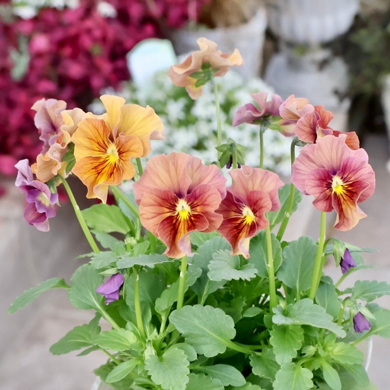 画像の現品1点限り☆北島園芸さんのアンティークビオラ「コルティルーチェ」＜30番＞