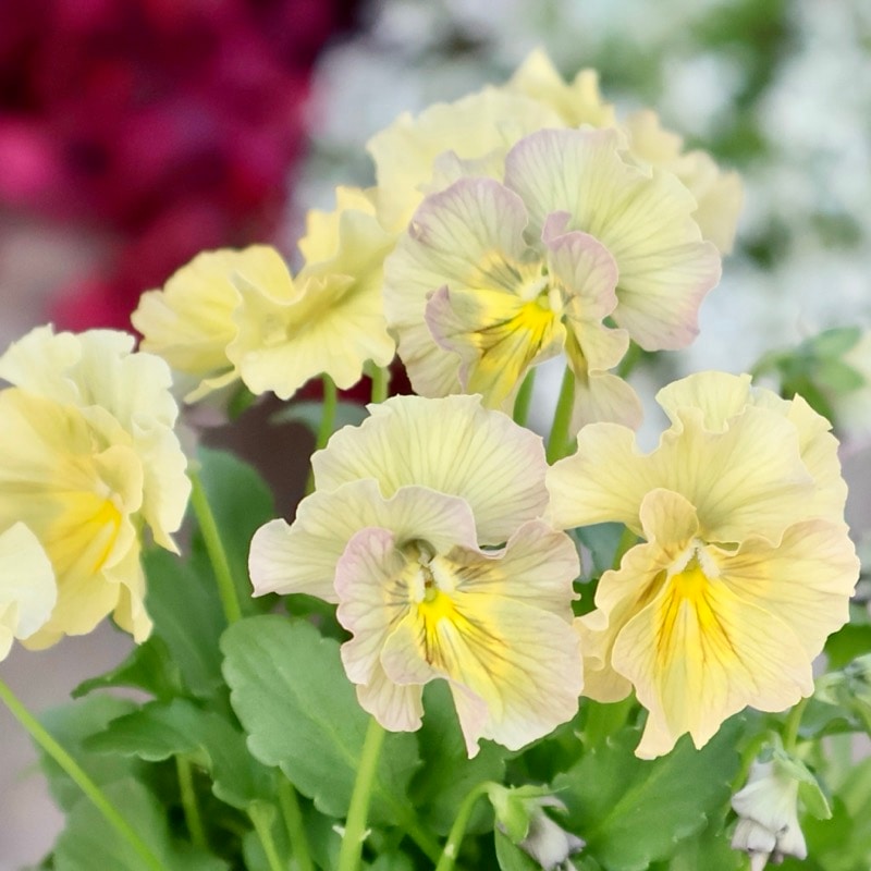 画像の現品1点限り☆北島園芸さんのアンティークビオラ「コルティルーチェ」＜32番＞