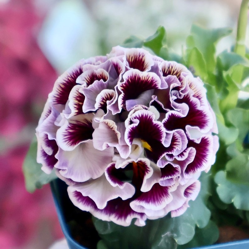 画像の現品1点限り☆スペシャル花!!サトウ園芸さんのパンジー「ドラキュラ」(56番)