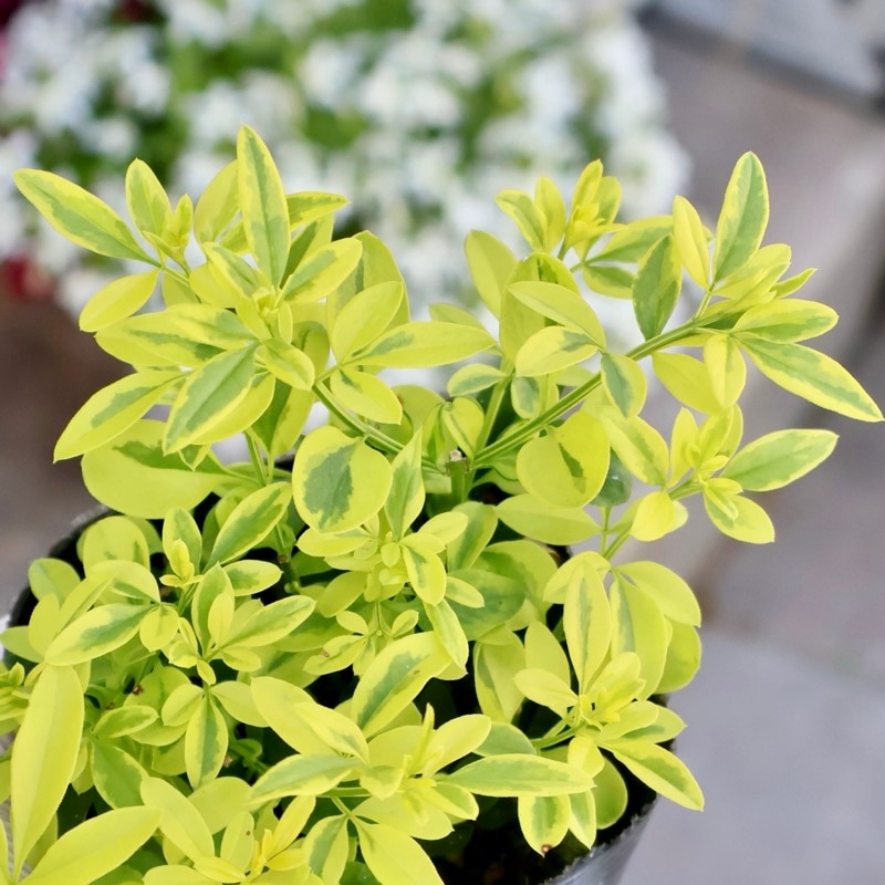 プリムローズ・ジャスミン・斑入り葉タイプ(3号ポット)