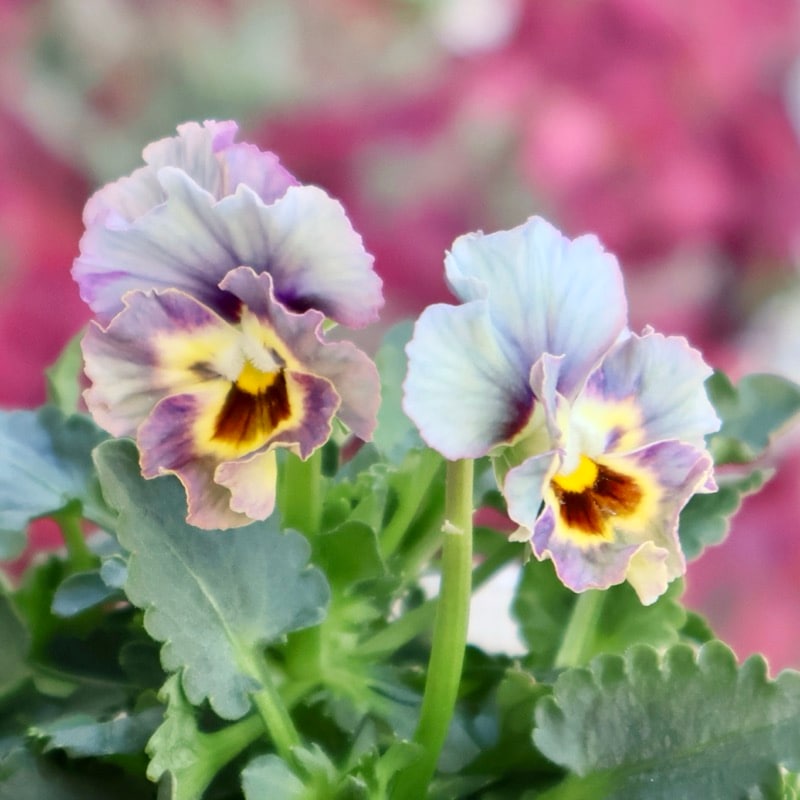 画像の現品1点限り★花日和さんのフリル咲き小輪パンジー「ペルクレア」<43番>