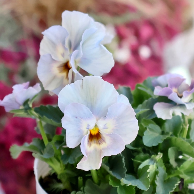 画像の現品1点限り★花日和さんのフリル咲き小輪パンジー「ペルクレア」<44番>