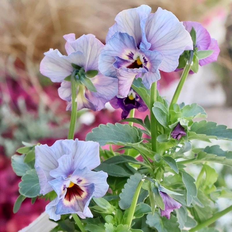 画像の現品1点限り★花日和さんのフリル咲き小輪パンジー「ペルクレア」<45番>