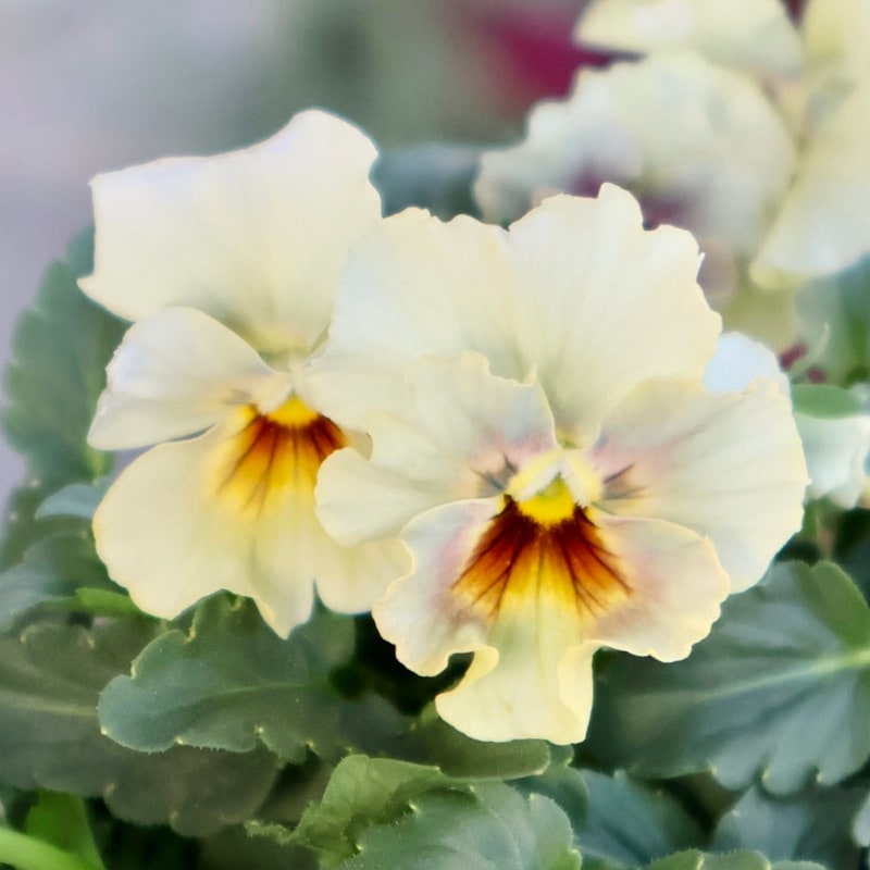 画像の現品1点限り★花日和さんのフリル咲き小輪パンジー「ペルクレア」<46番>