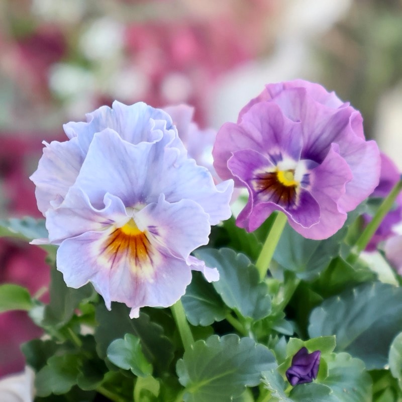 画像の現品1点限り★花日和さんのフリル咲き小輪パンジー「ペルクレア」<47番>