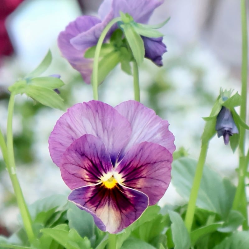 画像の現品1点限り☆ビオラ・なごみももか「しんしん」SP14(3.5号ポット)