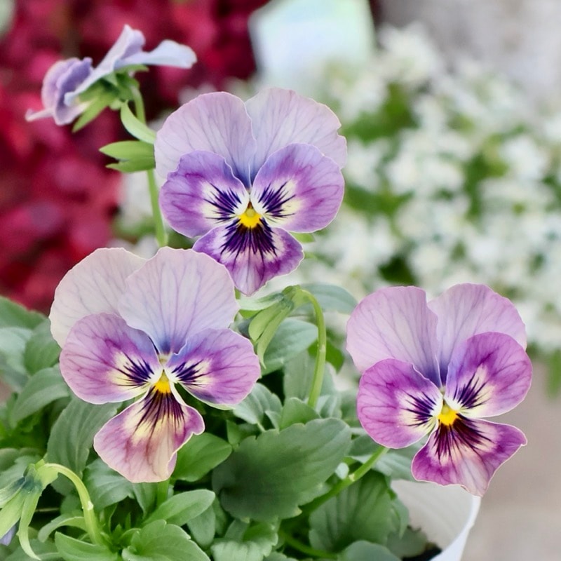 画像の現品1点限り☆ビオラ・なごみももか「しんしん」SP15(3.5号ポット)