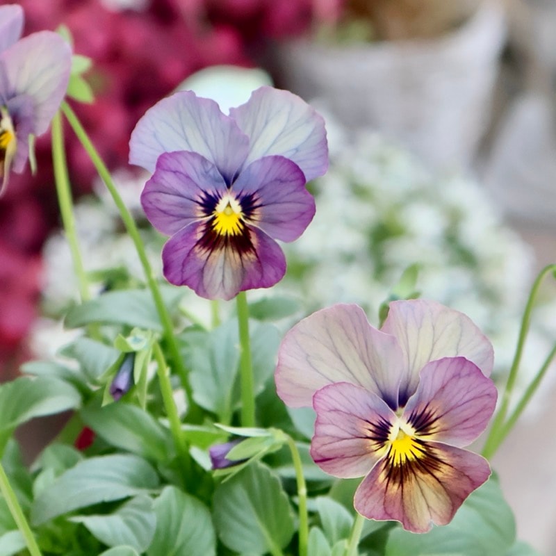 画像の現品1点限り☆ビオラ・なごみももか「しんしん」SP16(3.5号ポット)