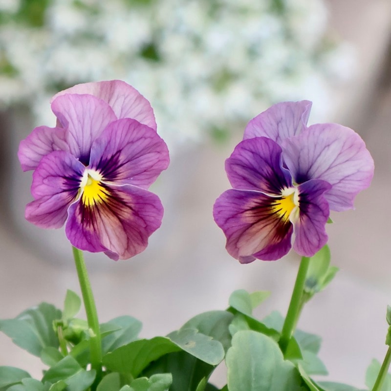 画像の現品1点限り☆ビオラ・なごみももか「しんしん」SP17(3.5号ポット)