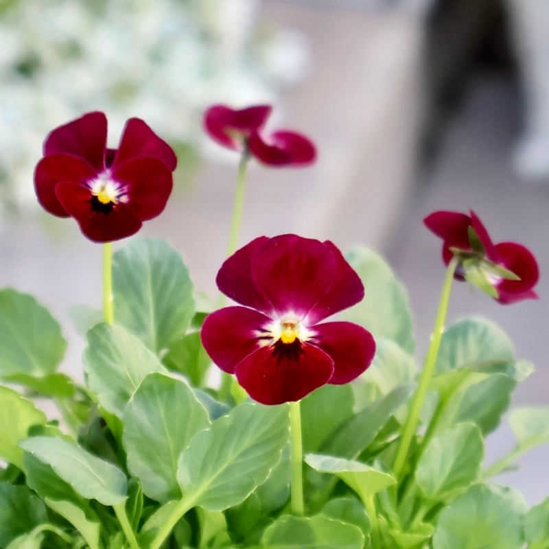 《2025年NEW・画像の現品1点限り》フラワーハーツさんの小輪ビオラ・ビオレッタ「ルーキーズ」61番