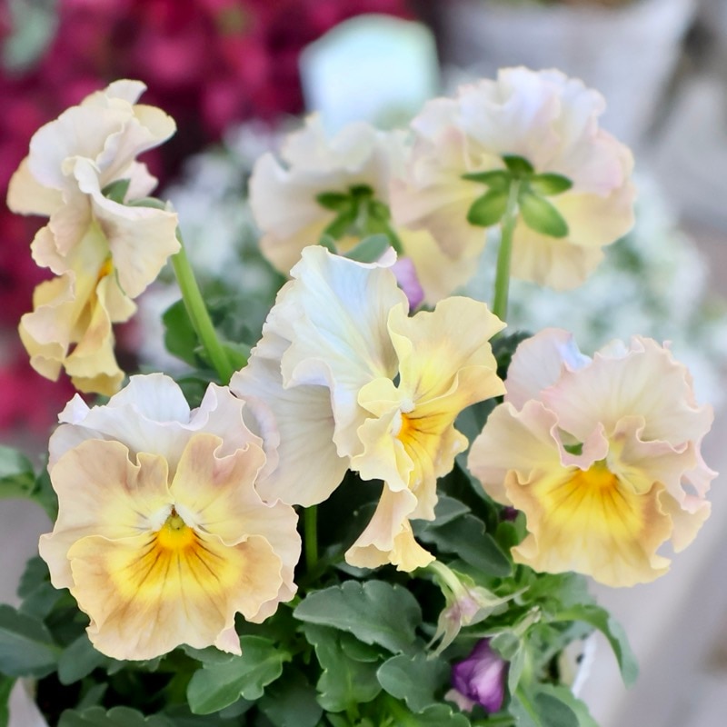 画像の現品1点限り★花日和さんのフリル咲き小輪パンジー「ペルクレア」<48番>