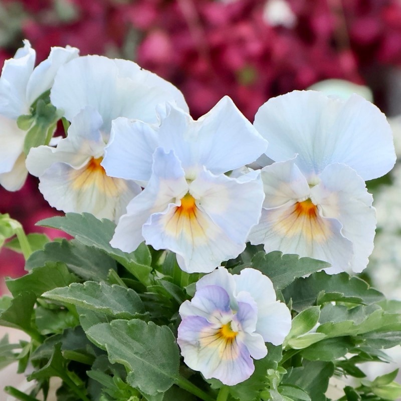 画像の現品1点限り★花日和さんのフリル咲き小輪パンジー「ペルクレア」<49番>