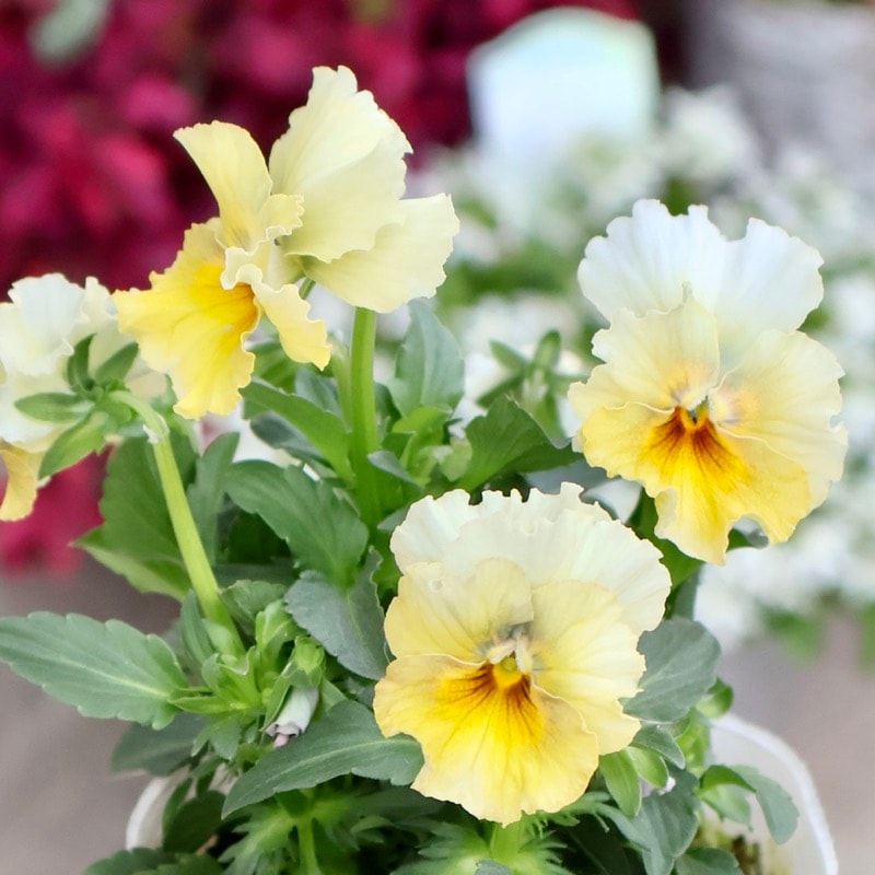 画像の現品1点限り★花日和さんのフリル咲き小輪パンジー「ペルクレア」<50番>