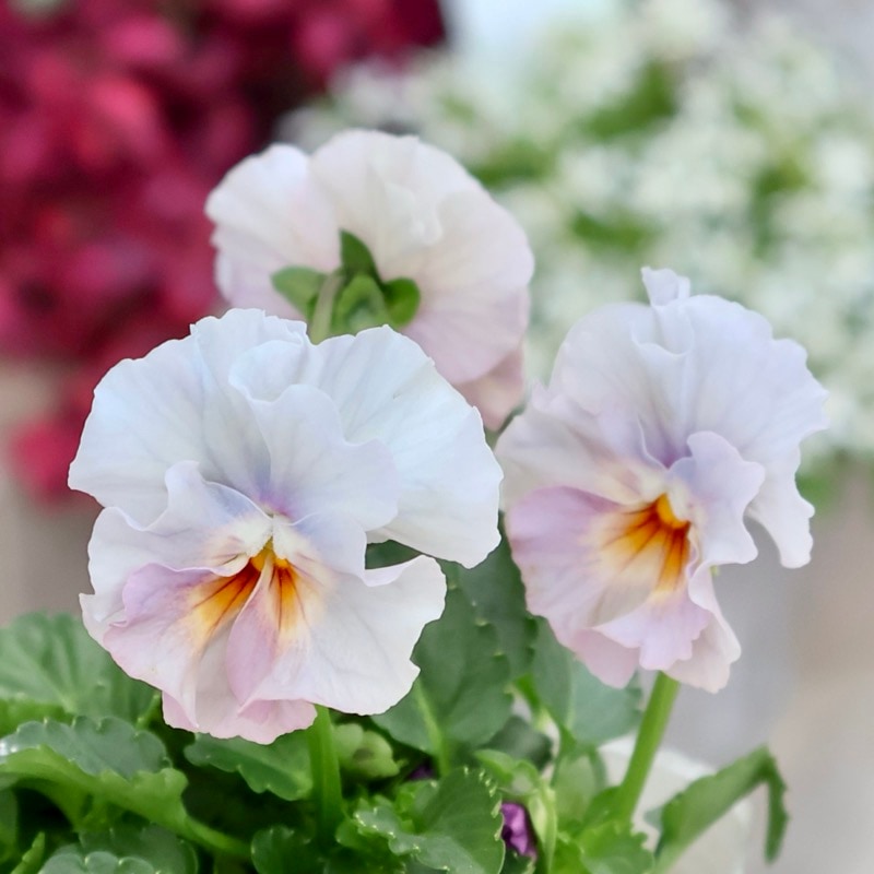 画像の現品1点限り★花日和さんのフリル咲き小輪パンジー「ペルクレア」<51番>