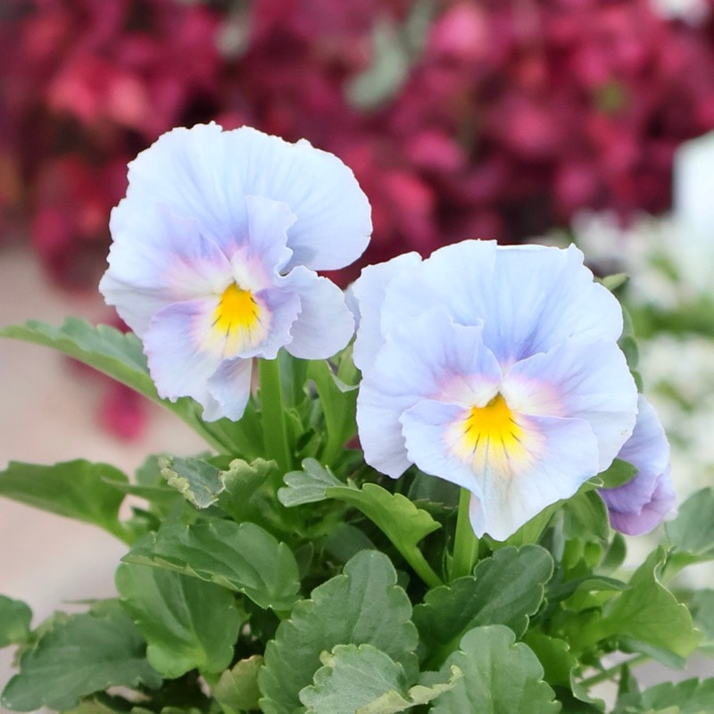 画像の現品1点限り★花日和さんのフリル咲き小輪パンジー「ペルクレア」<52番>