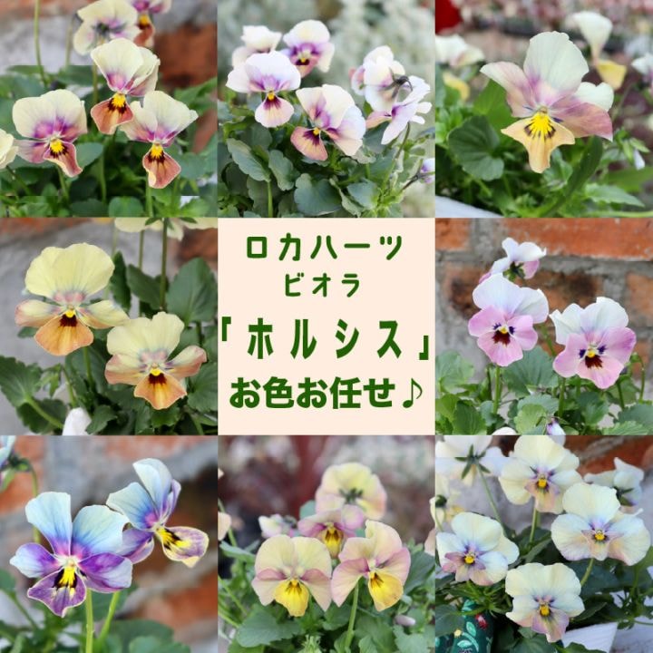 《フラワーハーツさんとROKAさんのコラボビオラ》ロカハーツ「ホルシス」お色お任せ＜指定不可＞