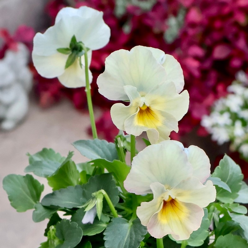 画像の現品1点限り☆花日和さんのフリル咲き小輪パンジー「ペルクレア