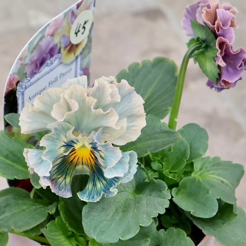 画像の現品1点限り☆Rガーデンさんのアンティークフリルパンジー