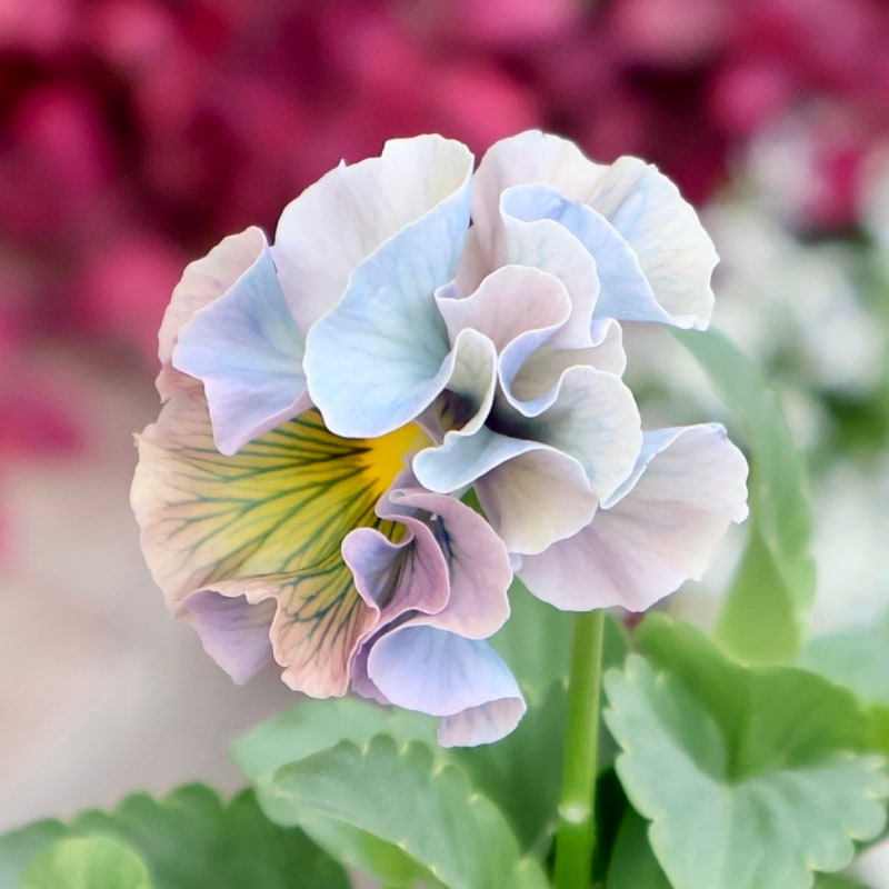 RYU【現品】R-gardenオリジナルフリルパンジーフルール①③④⑤⑥ RYU【現品】R-gardenオリジナルフリルパンジーフルール①③④⑤⑥⑪