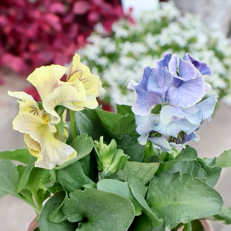 RYU【現品】R-gardenオリジナルフリルパンジーフルール①③④⑤⑥⑪ RYU様専用【現品】R-gardenオリジナルフリルパンジーフルール