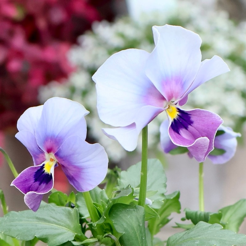 画像の現品1点限り!! ロカハーツ「ホルシス」＜25番＞